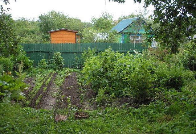 Г клин снт урожай Г клин снт урожай