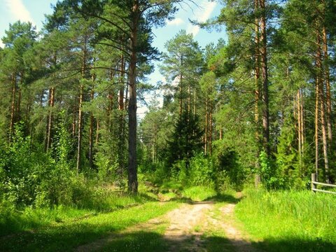 Лесной уч-к 1 Га в первозданной природе. 60 км от МКАД, Наро-Фоминск Лесной уч-к 1 Га в первозданной природе. 60 км от МКАД, Наро-Фоминск