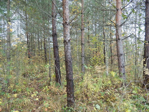 Электрогорск Электрогорск
