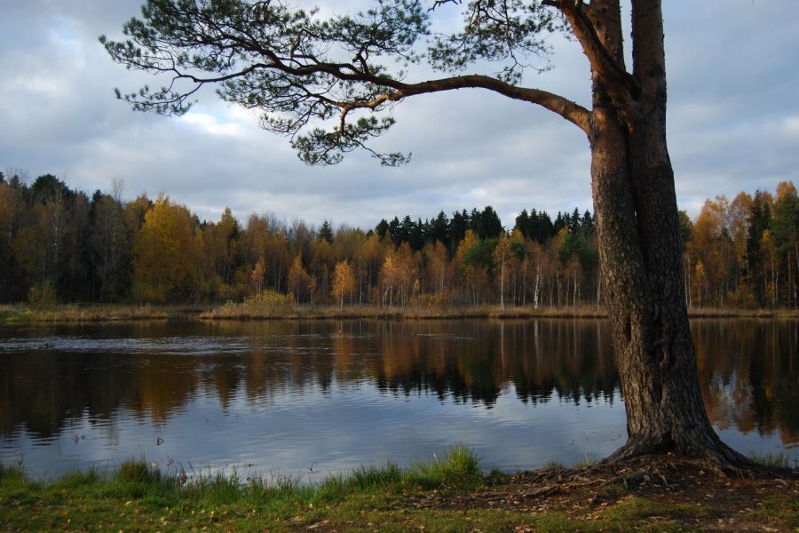 Пляж озеро черное. Черное озеро Зеленоград. Озеро черное (Зеленоград, 6-й микрорайон).. Чёрное озеро Зеленоглад. Черное озеро Подмосковье.