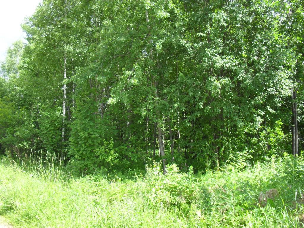 Деревня орешково московская область. Орешково московская область. Московская область луховицы поселок орешково. Деревня орешково. Деревня орешково.