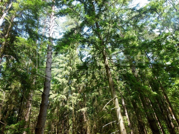 Купить Участок В Лесу В Красногорском Районе