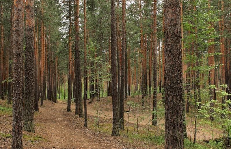 Купить Квартиру В Сосновый Бор Пермь