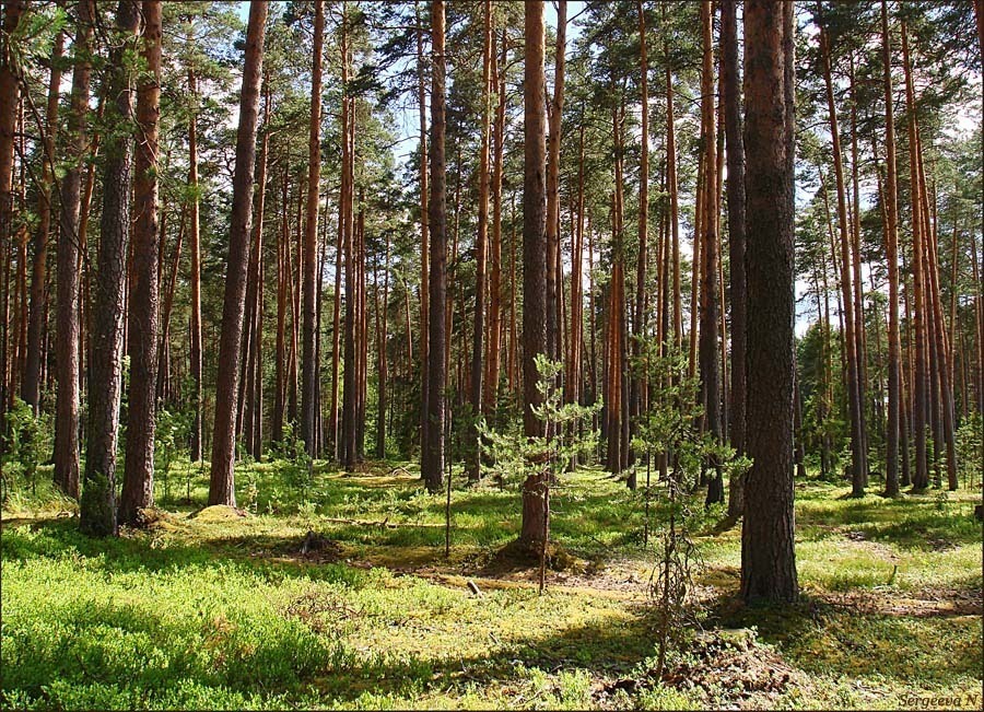 Лес северо запада воронеж. Участок в Сосновом лесу. Дом в Сосновом лесу. Селятино лес. Участки с соснами Калуга.