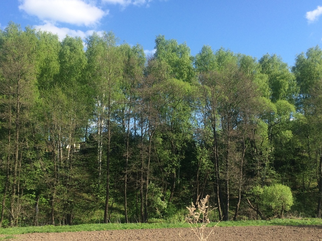 Лесная троица. Троице-Лобаново Ступинского района. Село Троице Лобаново Ступинский район. Ступинский лес. Лобаново лес.