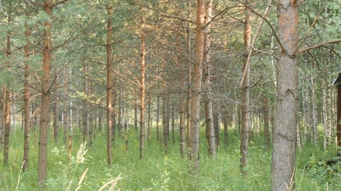 Продаётся земельный участок 8 соток с лесными деревьями, 450000 руб.