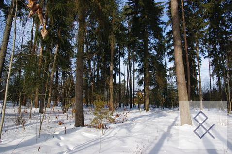 Участок 12 соток с лесными деревьями в Жаворонках, 2900000 руб.