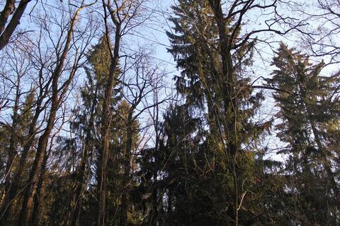 Лесной участок 15 сот в Стародачном посёлке на Рублевке по низкой цене, 23941125 руб.
