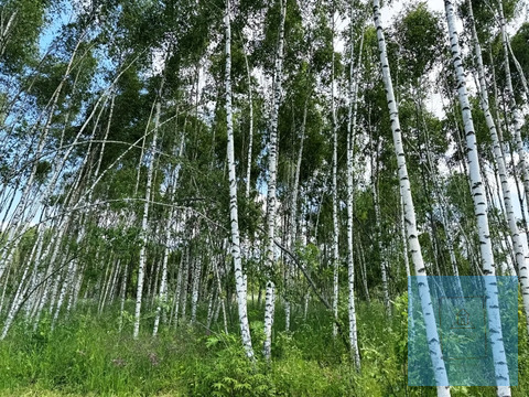 6, 4 сотки под дачное строительство в д. Ростовцево,, 2000000 руб.