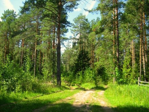 Лесной уч-к 1 Га в первозданной природе. 60 км от МКАД, Наро-Фоминск, 2200000 руб.