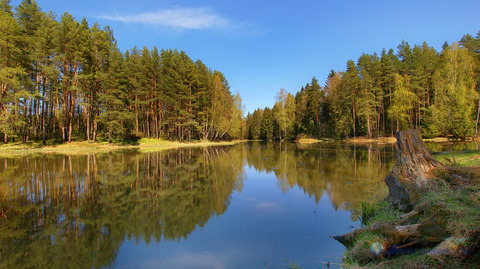Участок 10 соток у леса, рядом водоемы и вокзал Волоколамск