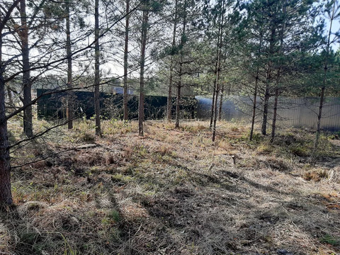 Участок в сосновом лесу у озера. Участок в сосновом лесу у озера.