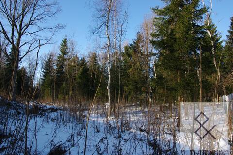 Лесной участок 1,7 га в нии Радио, 51000000 руб.