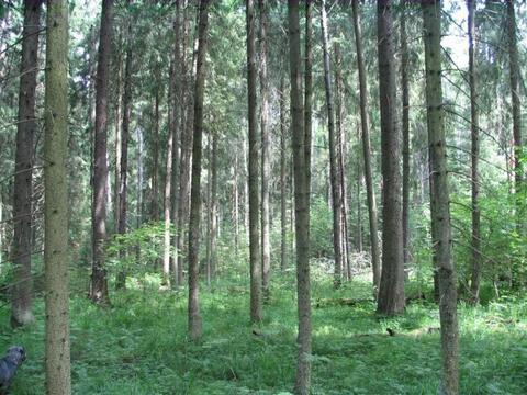 Лесной участок в д. Тимонино. Лесной участок в д. Тимонино.