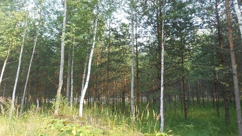 Продаётся земельный участок 16 соток с лесными деревьями, 900000 руб.