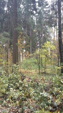 Продаю лесной земельный участок в прекрасном районе Подмосковья, 5200000 руб.