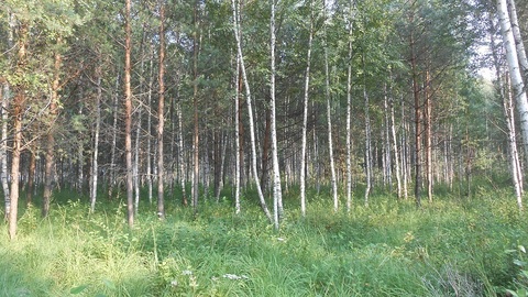 Продаётся земельный участок 32 сотки с лесными деревьями, 1800000 руб.