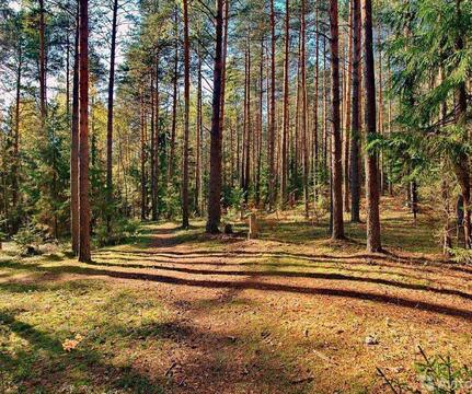 Участок ИЖС 15 соток, в сосновом бору Киевское или Минское шоссе,, 1000000 руб.