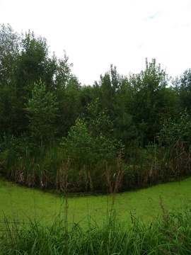 Продажа участка, Владычино, Волоколамский район, 11500000 руб.