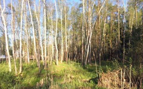 Просторный участок в окружение леса, 1100000 руб.