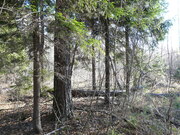 Лесной участок 15 соток на границе леса, Таширово, 60 км. от МКАД, 1800000 руб.
