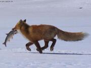 Срочно и очень дешево продаю участок на Можайском водохранилище 10 сот, 750000 руб.