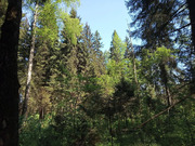 Лесной уч-к 1 Га в первозданной природе. 60 км от МКАД, Наро-Фоминск, 2200000 руб.