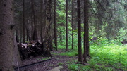 Эксклюзив 15 сот. с лесными деревьями, Ново-Александрово, 7 км от МКАД, 10500000 руб.