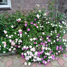 Современный жилой дом в деревне Спасс-Косицы. 12 сот. ИЖС., 10800000 руб.