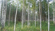 Продаётся земельный участок 24 сотки с лесными деревьями, 1350000 руб.