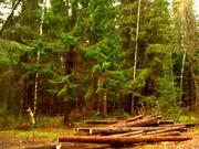 Участок 15 соток с лесными деревьями в коттеджном поселке., 2800000 руб.