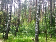 Лесной участок 6 соток дер. Копнино ИЖС, 950000 руб.