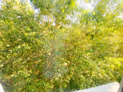 Москва, 1-но комнатная квартира, ул. 50 лет Октября д.27, 8300000 руб.