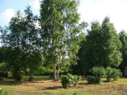Участок в сосновом лесу, рядом с озером., 300000 руб.