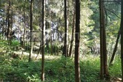 Лесной участок 15 сот., 9500000 руб.