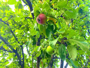 Дача в СНТ Родники, 3990000 руб.