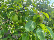 Дом в деревне Барышово, 4390000 руб.