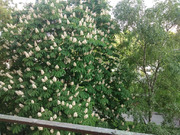 Москва, 2-х комнатная квартира, Щелковское шоссе д.85к1, 10200000 руб.