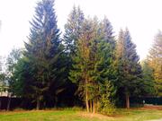 Лесной участок с соснами. 15 соток 6,5млн, 6500000 руб.