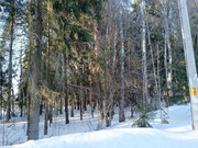 15 соток в д. Михайловка с лесными деревьями, 3500000 руб.