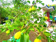 Дача в СНТ Родники, 3990000 руб.