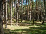 Продаю дачу в сосновом лесу, ш. Носовихинское, 50 км, Евсеево д., 600000 руб.