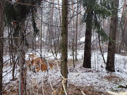 Продажа участка 17 сот. п. Кратово, ул. Кооперативная, 15300000 руб.