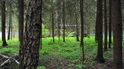 Эксклюзив 15 сот. с лесными деревьями, Ново-Александрово, 7 км от МКАД, 10500000 руб.