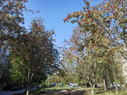 Кубинка, 3-х комнатная квартира, Кубинка-1 д.к20, 9300000 руб.