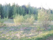 Участок 20 соток в п. Дорохово около леса, 699000 руб.