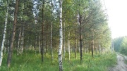 Продаётся земельный участок 16 соток с лесными деревьями, 900000 руб.