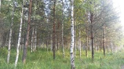 Продаётся земельный участок 24 сотки с лесными деревьями, 1350000 руб.