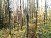 Срочно продается лесной участок в СНТ Патриот Сергиево-Посадский р., 500000 руб.