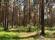 Лесной участок, ш. Горьковское, 50 км, Субботино д., 500000 руб.